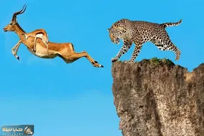 مستند حیات وحش / غزال برای زنده ماندن راه غیرقابل باوری را انتخاب کرد