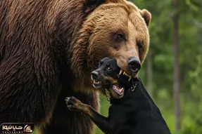 جذابیت حیات وحش؛ خرس قهوه ای وسط جنگل افتاد به جون سگ گله خرخره شو جوید