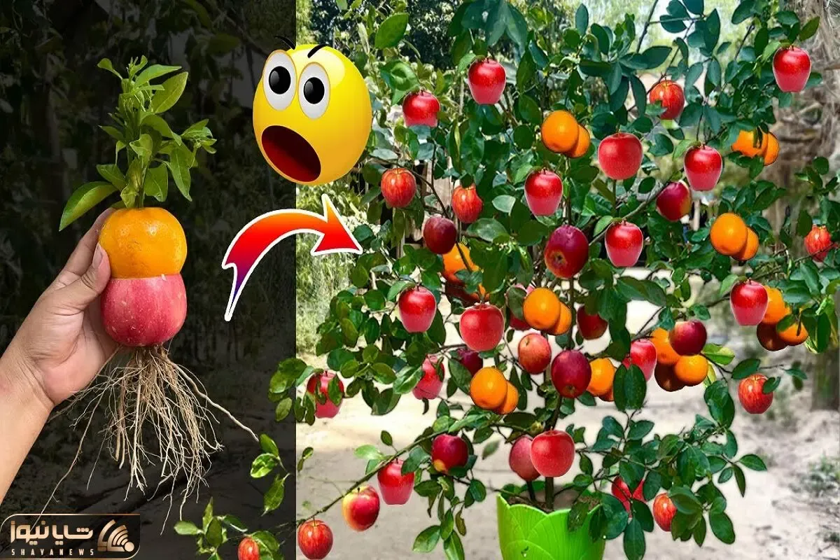ایده‌های دیوانه‌وار؛ برو یه سیب و پرتقال بیار تا بگم چجوری از درخت سیب یه پرتقال بکنی