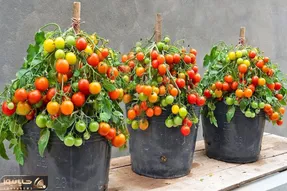 کاشت و برداشت خانگی؛ توی تراس گوجه فرنگی کاشته هم خوشگل شده هم خروار خروار محصول داده