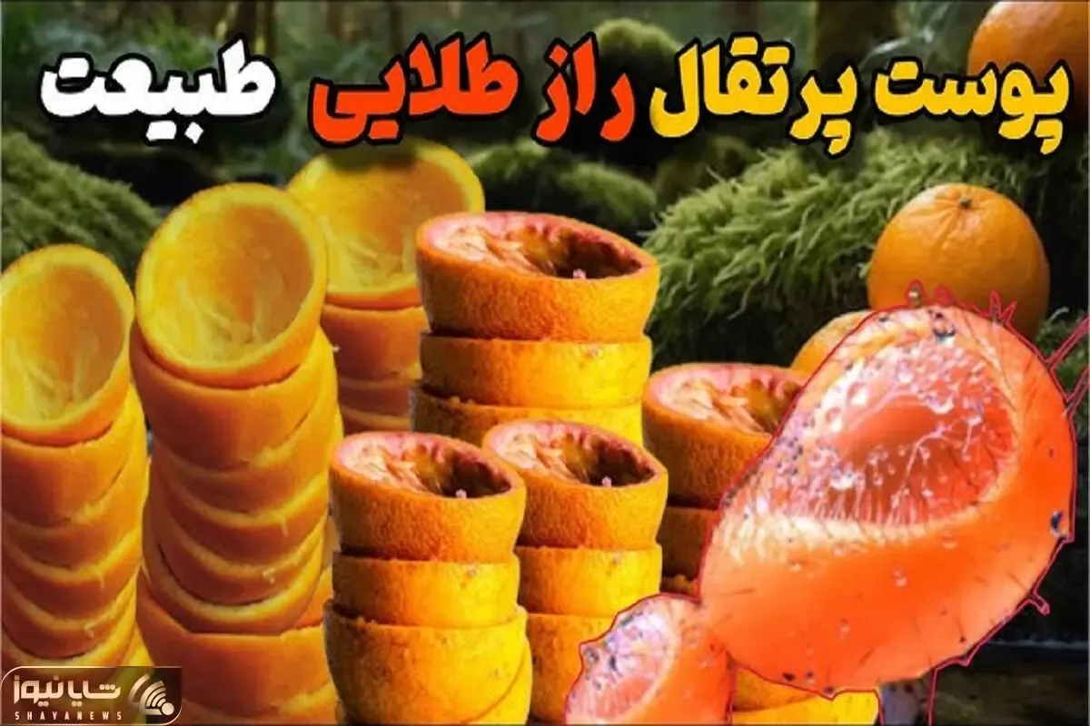 کشاورزی مدرن / ۲۰ هزار کیلو پوست پرتقال رو در جنگل ریختن و ۱۵سال بعد همه شوکه شدن