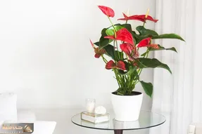 کاشت و برداشت خانگی؛ یه تقویت کننده بمب واسه گل آنتوریوم بذار گلت دوپینگ کنه