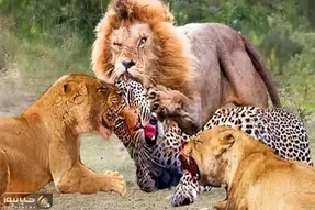 مستند حیات وحش؛  مثلث پلنگ شیر و ایمپالا