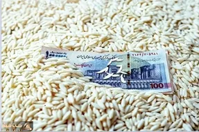 قیمت جدید برنج ایرانی و خارجی در بازار