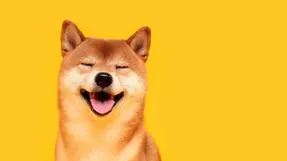 شایعه ای خارق العاده از شیبا اینو!
