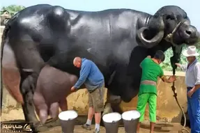 گاوهای باورنکردنی؛ بوفالو فلک زده انقدر حجم شرش زیاده نمیتونه حتی رو پا وایسه