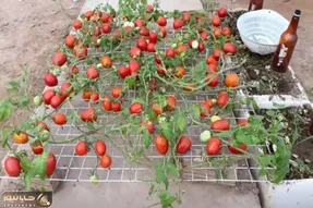 کاشت و برداشت خانگی؛ جای باغچه تو یونولیت گوجه کاشته انداخته روی توری محشر شده