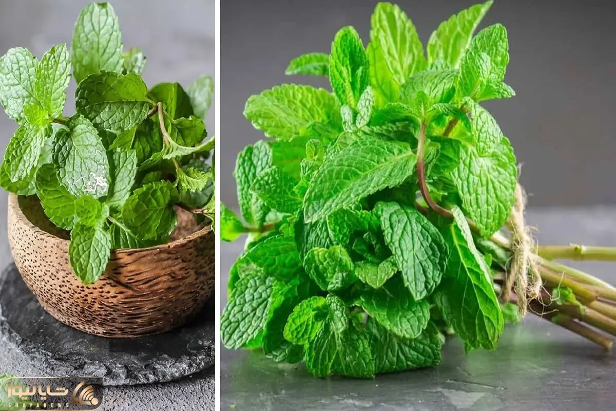 طریقه کاشت نعناع در گلدان؛ درسته که چله زمستونه اما بهت میگم چجوری تو گلدون بکاریش