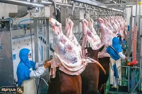 فرآوری گاو؛ گاو هارو خیلی شیک روی تخت میخوابونن سر میبرن بعد سلاخی کالباسش میکنن