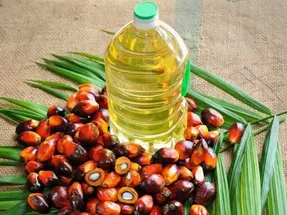 تکلیف چیست؟ روغن پالم بلاخره مفید است یا مضر؟