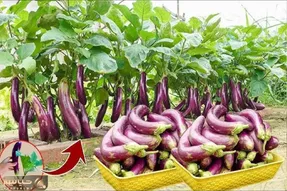 کشاورزی بدیع؛ بادمجون و آلوئه ورا با خمیردندون پیوند زد هر دوتاش رو یه درختچه رشد کرد