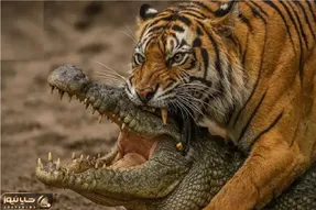 جنگ حیات وحش؛ عاقبت درافتادن با ببر خط دار برای تمساح ور افتادن بود