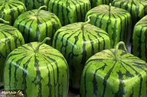 کاشت و برداشت خانگی؛ چطور تو خونه هندوانه مربعی و زرد پرورش بدیم؟ باغبونیتو به رخ بکش