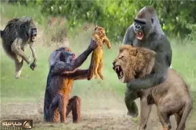 بر مدار وحش؛ همدستی بابون و گوریل برای زجرکش کردن شیر