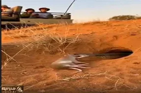 مستند حیات وحش؛ گورکن زبل موشو طعمه کرد مار بگیره