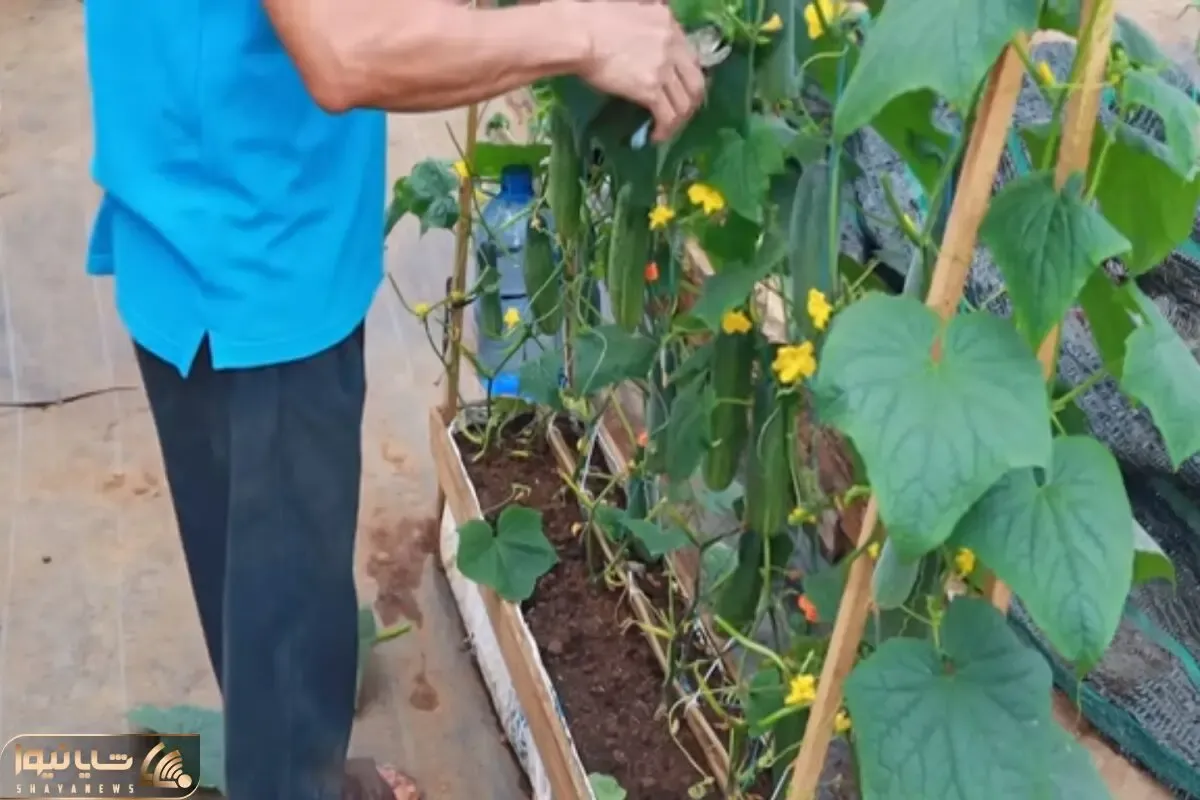 کاشت و برداشت خانگی؛ واسه باغچه نداشتن غصه نخور با تخته و گونی این باغچه رو بساز