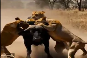 جذابیت حیات وحش؛ شیر به بوفالو باخت ماده هاش برا انتقام قیام کردن