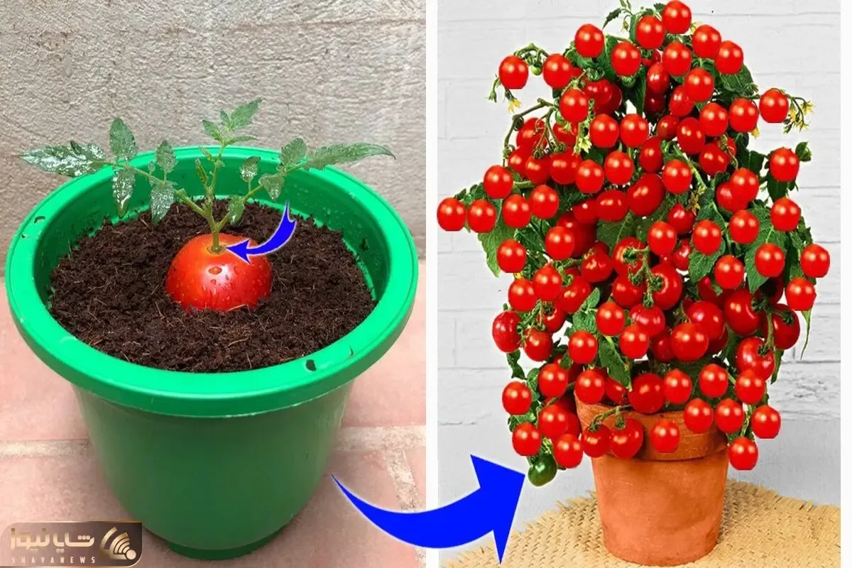 کاشت و برداشت خانگی؛ میخوای گوجه فرنگی بکاری ولی بلد نیستی؟ با این روش عالی میشه