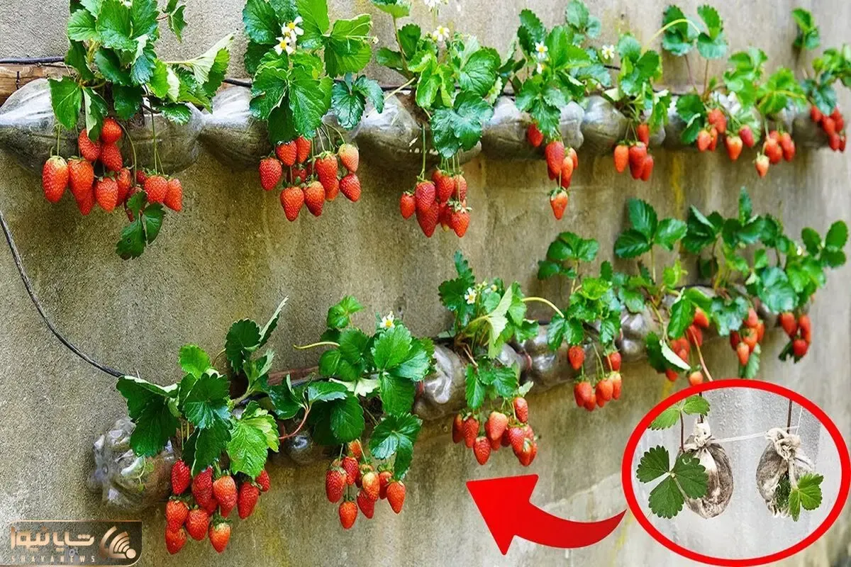 کاشت و برداشت خانگی؛ اگه باغچه کف حیاط ندارید توت فرنگی ها رو اینجوری رو دیوار بکارید