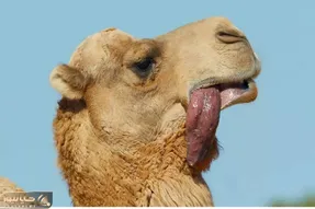 از جذابیت‌های حیات وحش؛ شتر وسط بیابون میخواد زن بگیره با زبون درازی دلبری میکنه