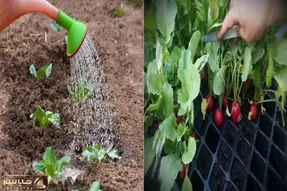 آپارتمانی‌ ها بخونن/ خودت تو گلدون خونه تربچه بکار، سبزی‌ فروش بیکار بشه
