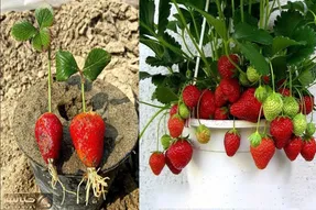 کاشت و برداشت خانگی؛ توت فرنگی رو بشور بذار لای دستمال ریشه بزنه بعد بکارش عالی میشه