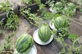 کاشت و برداشت خانگی؛ با این روش که میگم هندوانه بکار تضمینی شیرین و آبدار میشه