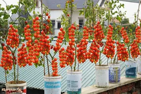 کشاورزی نوین؛ کاشت گوجه گیلاسی توی دبه با آبیاری قطره ای