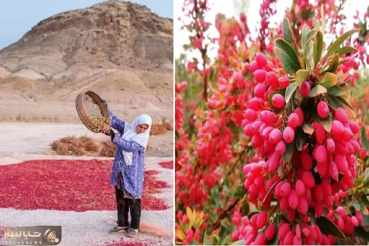 محصولات کشاورزی غول پیکر؛ دونه‌های زرشک شهر زرشک ایران هر کدوم اندازه انگوره