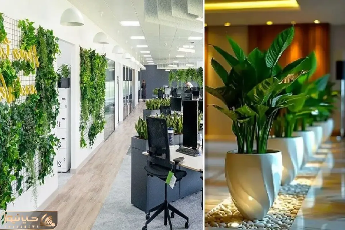 گیاهان آپارتمانی مناسب محل کار فاقد نور طبیعی؛ قشنگایی که تو تاریکی خم به ابرو نمیارن