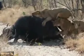 مستند حیات وحش؛سه شیر آز بوفالو را زنده زنده بلعیدند