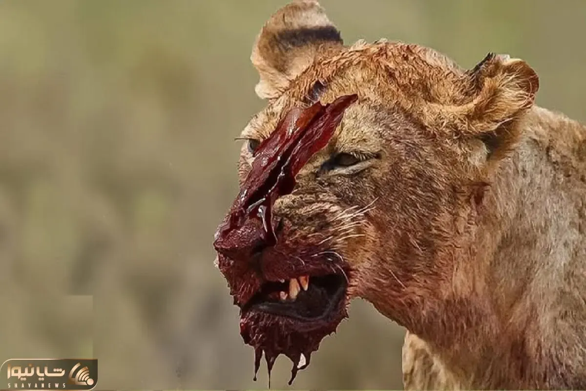 نارام زیان؛ اسب آبی سفاک به گله شیر شقی حمله کرد کفتار نالوتی صورتشو چاک داد