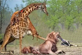جذابیت حیات وحش؛ زرافه غول برای نجات جون نوازدش پاشو میکنه تو چشم شیر شریر