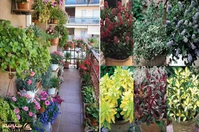 گیاهان آپارتمانی که سرمای پاییز و زمستون تو بالکن اذیتشون نمیکنه؛ مقاوم و بی دردسر