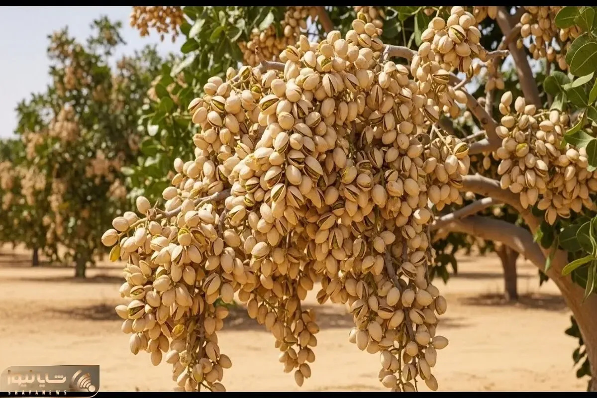 کشاورزی نوین؛ پسته پرورش میدن و با مراقبت و رسیدگی به اندازه خوشه انگور برداشت می کنن