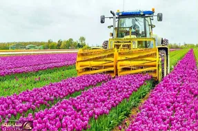 کشاورزی نوین؛ کشت 2000000000 گل لاله در رنگ های مختلف در شرایط گلخونه ای