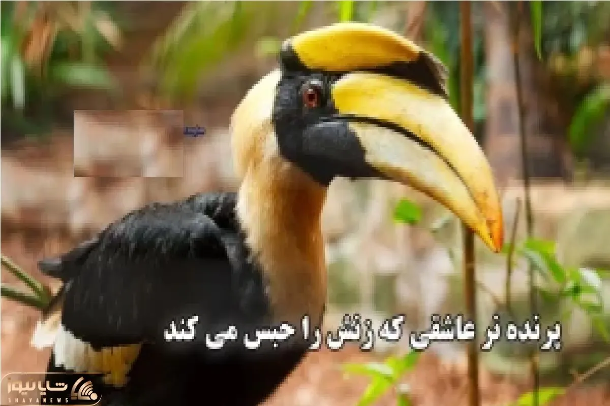مستند حیات وحش؛ پرنده نر نوک شاخ همینقدر عاشقه زنش رو حبس می کنه