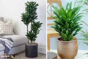 راهنمای نگهداری از گیاه کامپکت / نکات مهم برای شادابی و رشد سریع دراسنا کامپکت