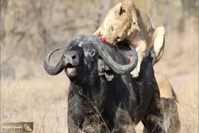 صحنه دهشتناک؛ شیر بدسگال پرید رو بوفالو ابتر و  شرحه اش کرد نشست از کله خوردن