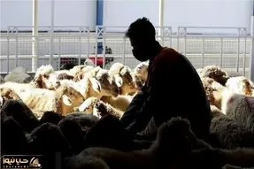 قیمت دام زنده امروز 16 بهمن 1404 + جدول