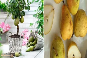 چطور یک درخت گلابی سالم و پربار در خانه پرورش دهیم؟/ کاشت گلابی در گلدان بدون دردسر