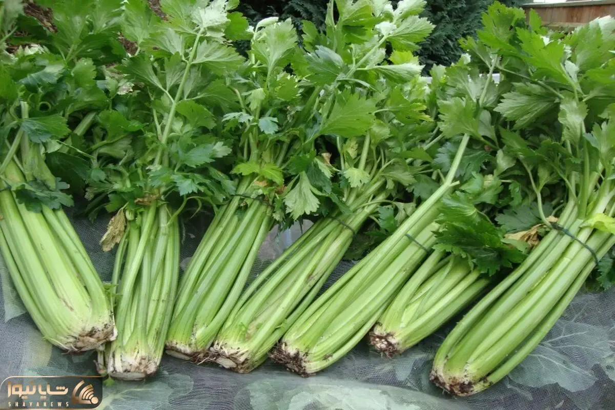 کاشت و برداشت خانگی؛ خیلی آسون بدون خاک، بدون آبیاری تو بطری کرفس بکار محشر میشه
