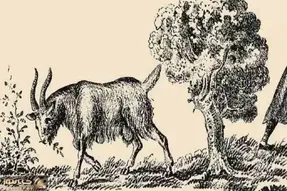 بازی فکری؛ گل روتو میبوسن اگه صاحب بز رو پیدا کنی