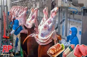 فرآوری گاو؛ واکاوی تکنولوژیک تولید گوشت از ذبح تا بسته‌بندی
