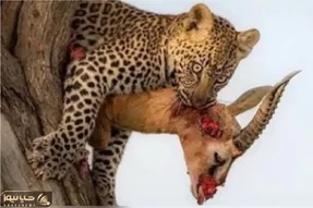 شاهکار حیات وحش/ دنبال بازی مذبوحانه پلنگ و شیر بر بلندای درخت برای کشتن طعمه