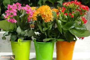 کاشت و برداشت خانگی؛ چرا کالانکوئه گل نمیده؟ بیا راز پر گل شدنشو بهت بگم