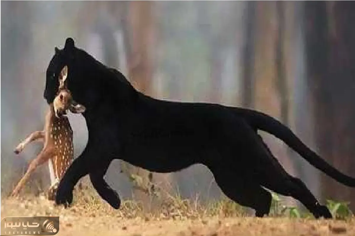 بدایع حیات وحش؛ جگوار بیصدا اما عین برق خورد به جون بچه آهو