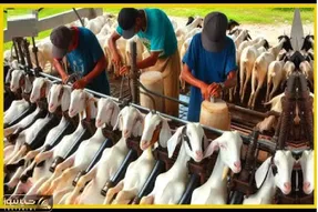 فرآوری گوسفند؛ باسن بزهای سفیدو با دریل سوراخ میکنن تا پوستش راحت دربیاد بشه کیف