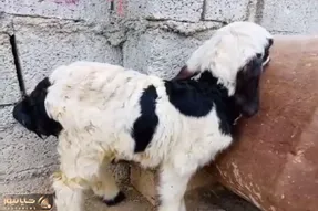 مستند حیات وحش؛ بعبعی دیده بودین قهر کنه؟/ این بره کوچولو قهر کرده بهش قند ندادن