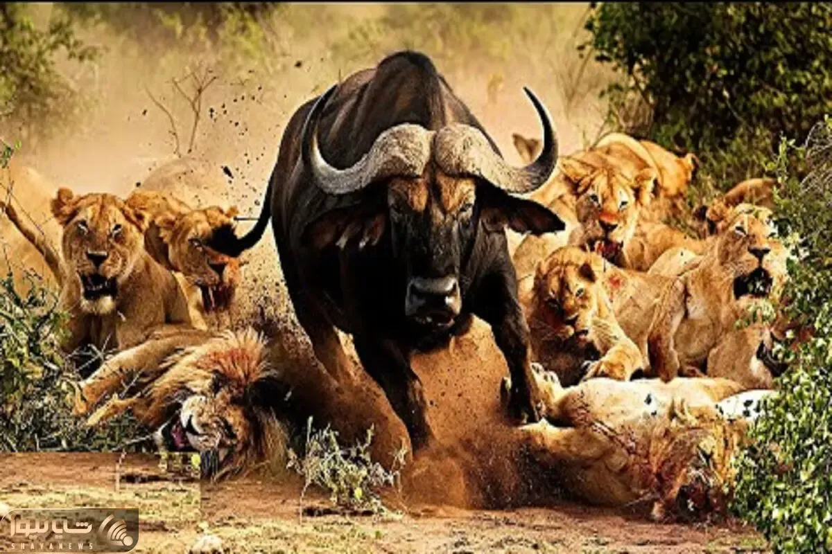 بدایع حیات وحش؛ بوفالو سفاک برای اینکه خوراک شیر نشه توله شونو دزدید فرار کرد